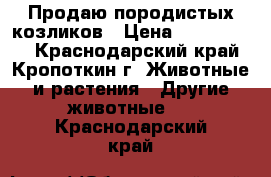 Продаю породистых козликов › Цена ­ 1500-2000 - Краснодарский край, Кропоткин г. Животные и растения » Другие животные   . Краснодарский край